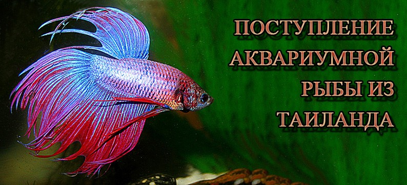 ріба